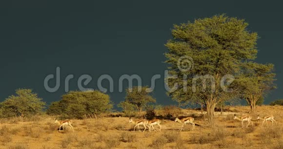 春天的羚羊对抗黑暗的天空视频的预览图