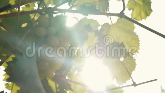 在阳光下挂在树枝上的绿葡萄视频的预览图