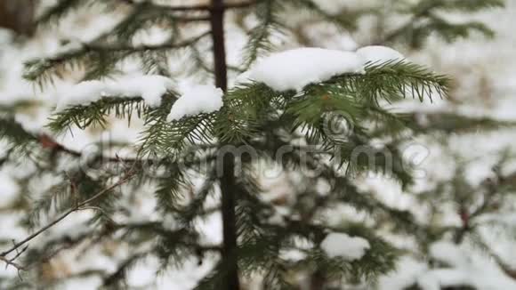 女人手在清理松树上的积雪视频的预览图
