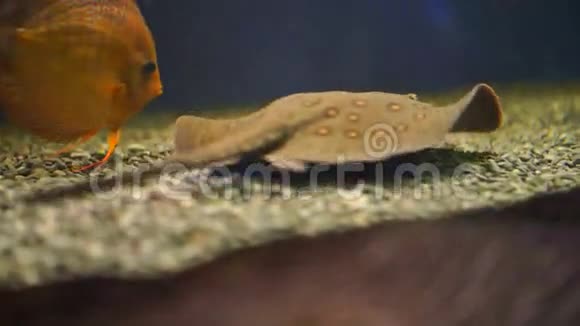 美丽的黄貂鱼水族馆视频的预览图