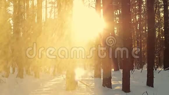 冬天日落时的松林太阳的光线穿过树林来自降雪的太阳光视频的预览图