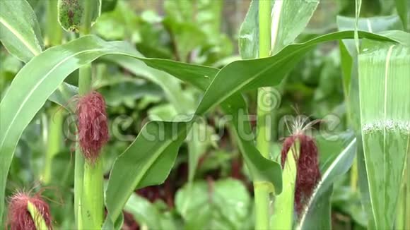 玉米在花园里成熟植物在雨中成熟天然有机蔬菜在花园里生长视频的预览图