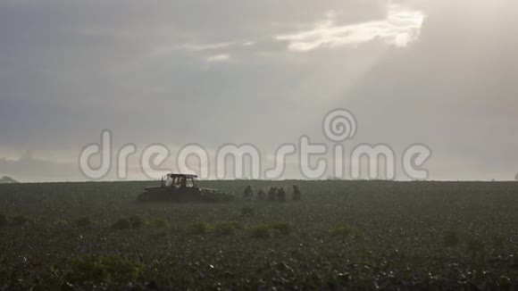 农场工人在清晨在田间收获西兰花时的剪影视频的预览图