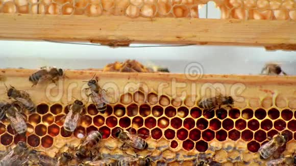 害虫蜜蜂和蜂蜜视频的预览图