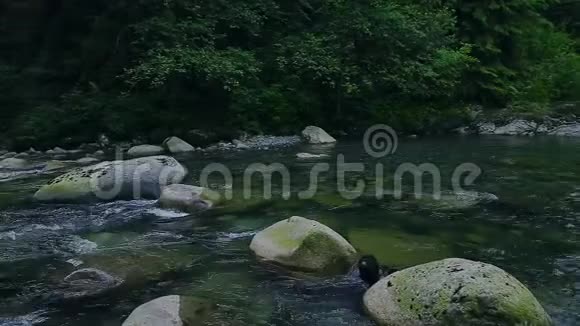 在不列颠哥伦比亚省北温哥华的林恩峡谷公园沿着徒步旅行路线流过岩石和巨石的溪流视频的预览图