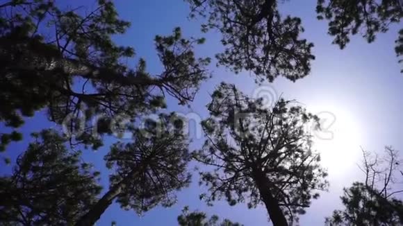树从低的角度吹在微风中视频的预览图