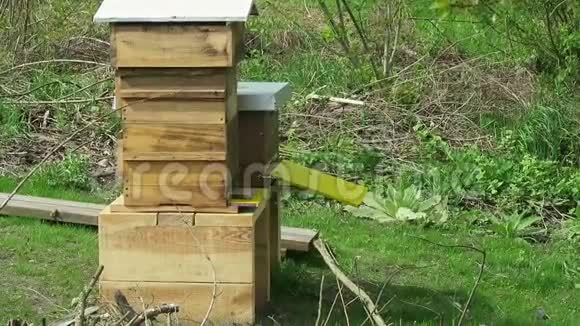 蜜蜂在蜂巢前飞翔视频的预览图
