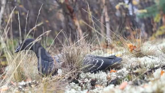 黑鹅栖息在驯鹿苔藓中视频的预览图