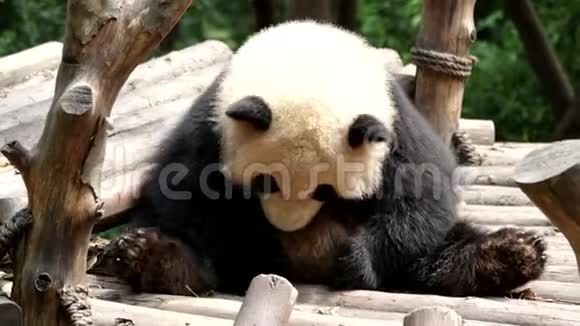 可爱的小熊猫小熊正在用他的腿划他的身体中国视频的预览图