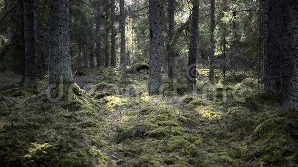 北方森林光明与风视频的预览图