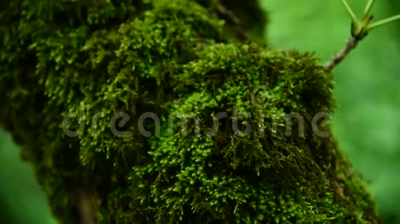 在茂密的树干上森林里厚厚的绿色苔藓的特写饱和的绿色低键视频的预览图