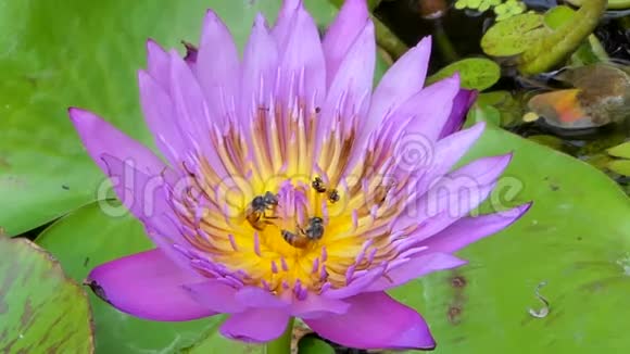 蜜蜂积极地在莲花周围飞翔视频的预览图