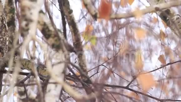 坐在桦树树枝上的长耳视频的预览图