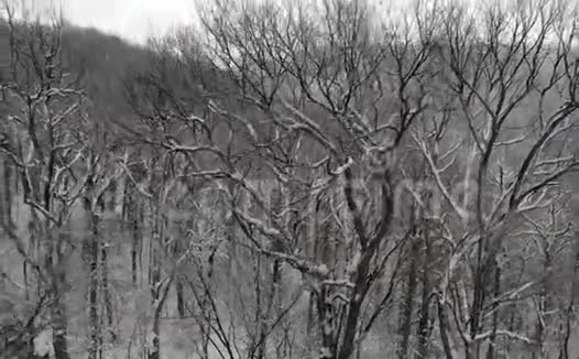 雪落在山上冬天在森林上空飞翔视频的预览图