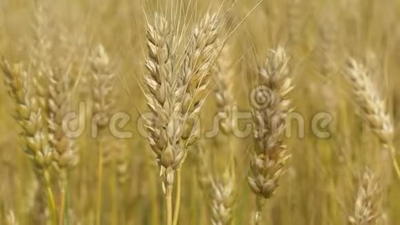 麦田成熟的小麦已经准备好收割了收获和收获金色的麦田在缓慢地摇摆视频的预览图