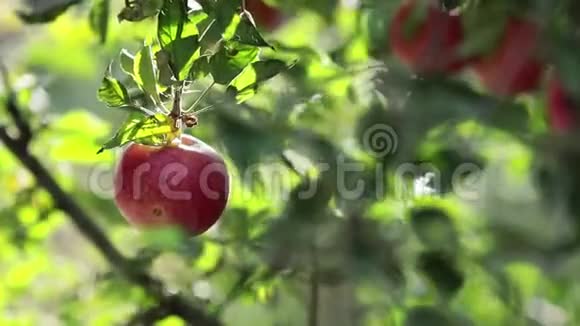 多汁的美丽令人惊叹的漂亮的红苹果在树枝上秋天的日落与微风视频的预览图