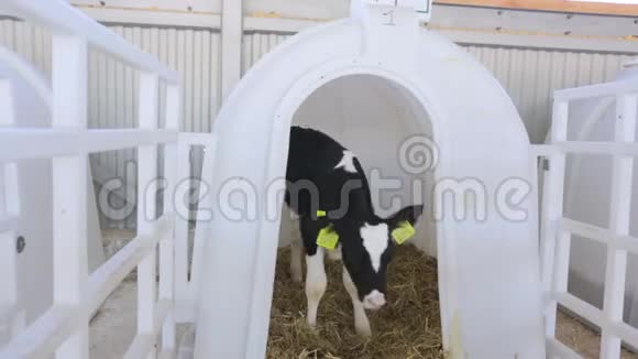 农场里的小牛和小牛视频的预览图