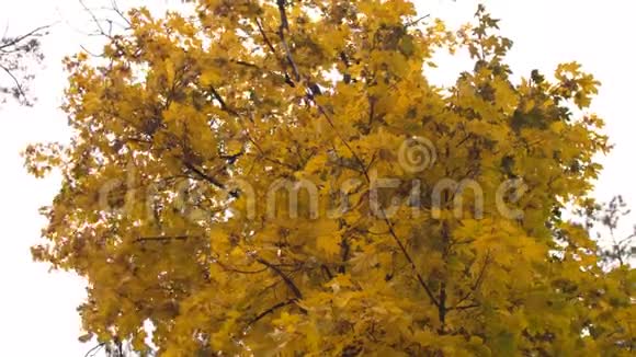 秋天公园里枫树的秋黄叶在风中摇摆慢动作视频的预览图
