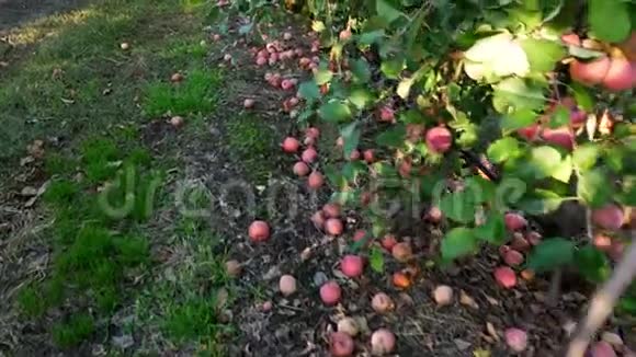 靠近许多成熟的苹果倒在地上躺在果园里的苹果树下初秋收获苹果视频的预览图