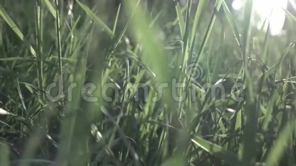 镜头缓慢地穿过绿草全高清视频240fps1080p多利视频视频的预览图