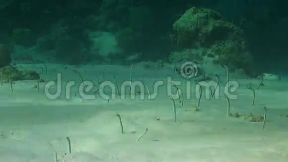 花园鳗鱼在桑迪底部视频的预览图
