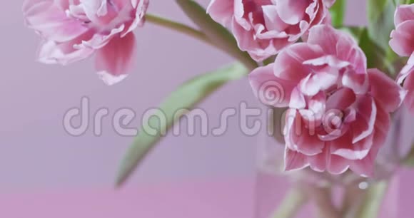 特写郁金香的视频是粉红色的特里花束上有绿色的叶子背景浅粉红色柔和视频的预览图