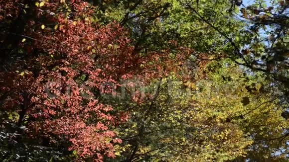 带彩色叶子的落叶视频的预览图