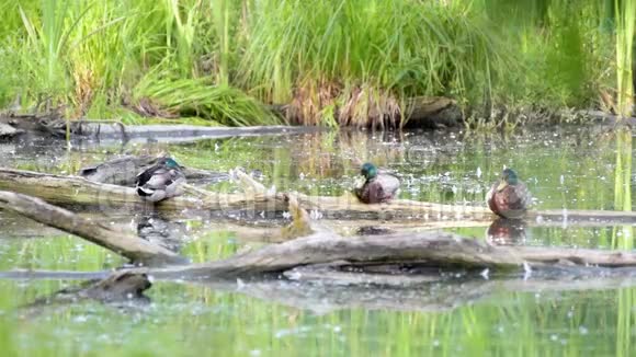 三只鸭子在池塘里的原木上视频的预览图