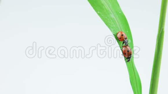 两只瓢虫在绿草上相遇视频的预览图
