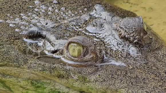 咸水鳄鱼的眼睛在自然界视频的预览图