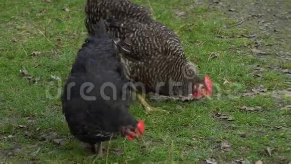 家养鸡鸡在院子里吃草他们啄食食物和草视频的预览图