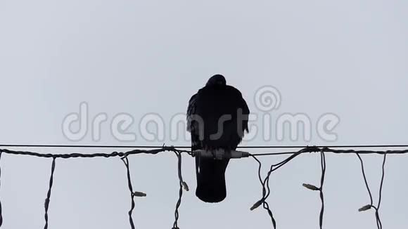 一只孤独的鸽子坐在电线上视频的预览图