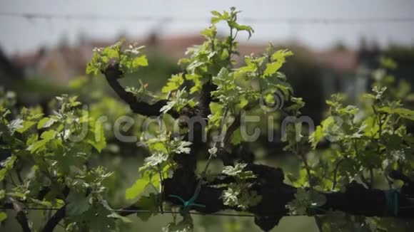 春天有嫩叶的葡萄园被微风吹动意大利平原酿酒葡萄栽培实例视频的预览图