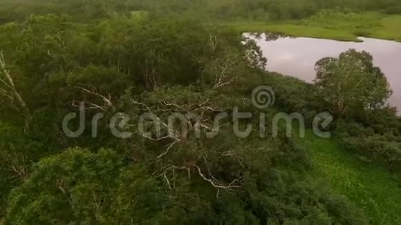 桦树树在树的顶端拍摄视频的预览图