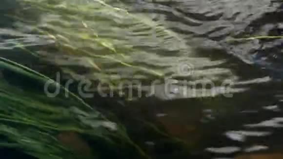 流的一条山河视频的预览图