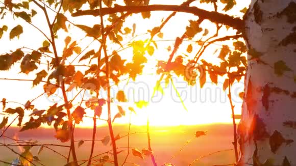 秋天在一个公园里用桦树特写的框架作为背景狭缝夕阳中的秋林视频的预览图