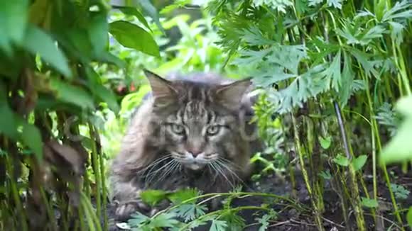 坐在花园灌木丛中的大灰猫缅因州视频的预览图