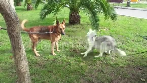公园里两只狗的会面视频的预览图