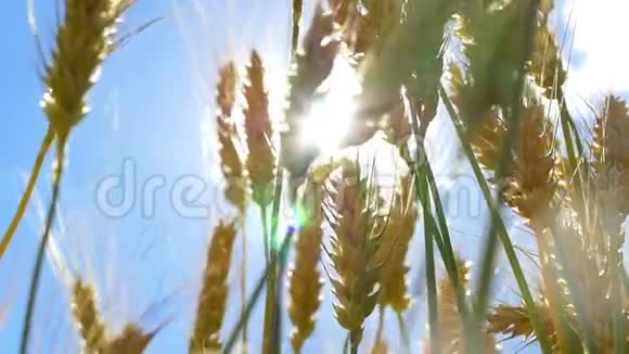 黄金小麦准备收割底部视图视频的预览图