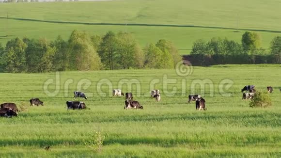 牛在草地上吃青草奶牛4K视频的预览图