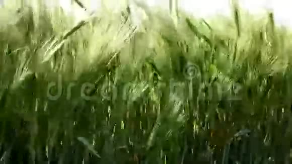 绿色的麦茎视频的预览图