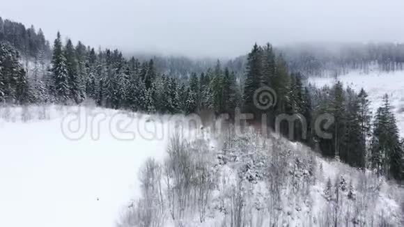 在雪山针叶林中飞过暴风雪以不同的速度拍摄正常和加速视频的预览图