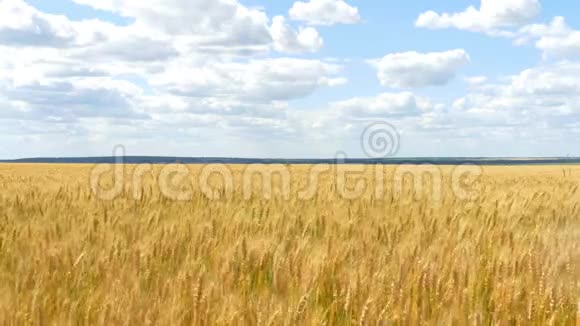 黄金小麦准备收割了在多云的天空背景下一望无际的麦田视频的预览图