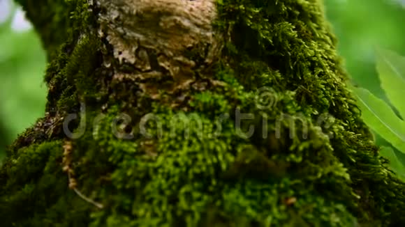在茂密的树干上森林里厚厚的绿色苔藓的特写饱和的绿色低键视频的预览图