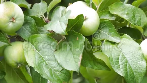 花园里苹果树树枝上的苹果视频的预览图