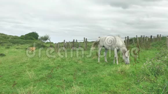 白马在绿色的草地上吃草山背景在美丽的晴天吃草视频的预览图