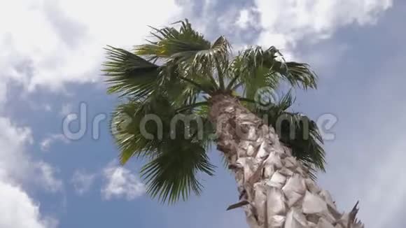 加州棕榈树在街上旅游避暑度假和热带海滩的概念视频的预览图