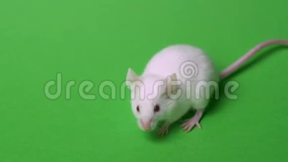 白色实验室小鼠在绿色背景上分离视频的预览图