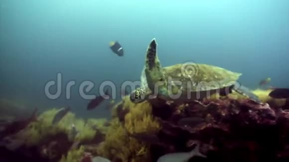加拉帕戈斯群岛上有黄色龟壳的海底泻湖的海龟视频的预览图