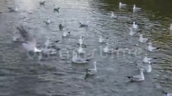 海鸥为抓一块面包而战海鸥群视频的预览图